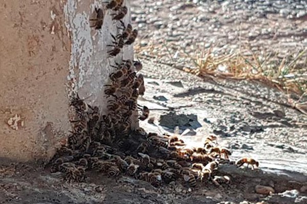 Enxame de abelha fixa morada em poste de iluminação e ameaça atacar quem passa perto