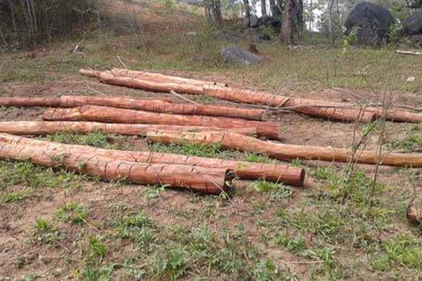 Produtor rural é multado em R$ 170 mil por desmatamento irregular de aroreiras