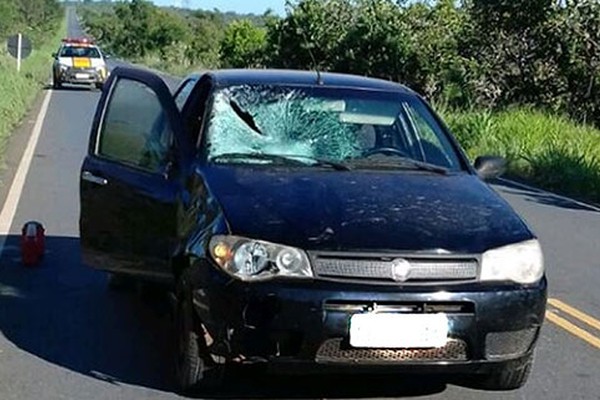 Carro atropela e mata vaca que invadiu a rodovia MG-181 em João Pinheiro