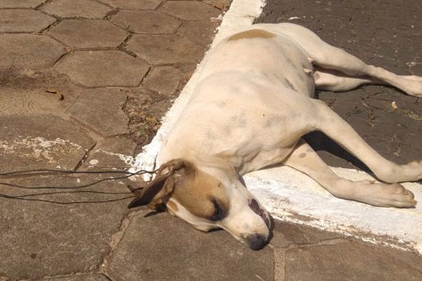 Cadela é encontrada morta com arame no pescoço na praça São Francisco em Carmo do Paranaíba