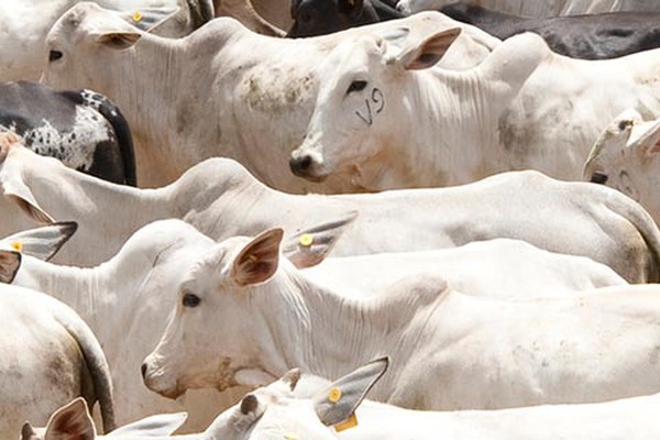 Prazo para declarar a vacinação do gado contra febre aftosa vai até 25 de junho