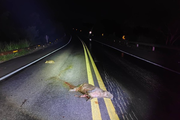 Motorista atropela capivaras na BR 352, sai da pista e acaba ferido em Patos de Minas