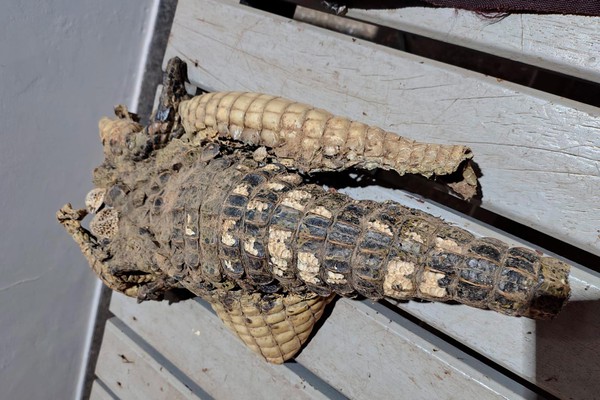 PM de Meio Ambiente apreende arma, munições e até carcaça de jacaré em ação contra caça e pesca predatória