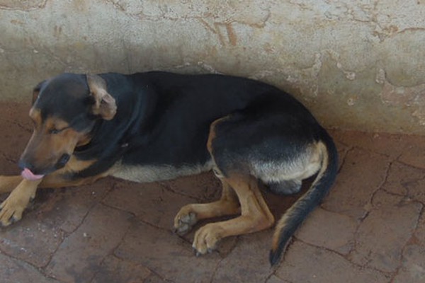 Lei sancionada em Barbacena-MG prevê multa de até 21 mil para donos de cães que deixarem fezes na rua