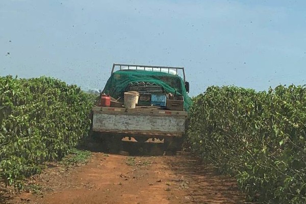 “Uber das Abelhas” chega a Patos de Minas; contrato é com fazenda de café para exportação
