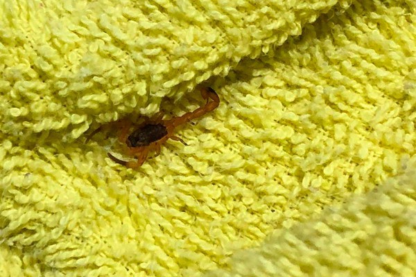 Moradora encontra escorpião caminhando na toalha e relata infestação no Jardim Panorâmico