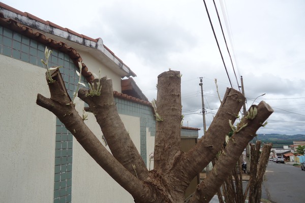 Moradores denunciam que árvores no bairro Alvorada estão sendo “mutiladas”