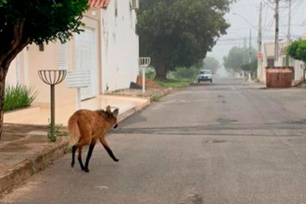 Lobo-guará é flagrado caminhando perdido por ruas de Patos de Minas