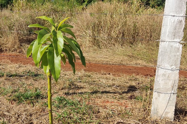 Com recursos próprios, morador planta mais de 60 mudas de árvores em local conhecido como “vistas” em Patos de Minas