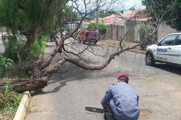 Motociclista fica ferido ao ser atingido por árvore que desabou quando passava por avenida
