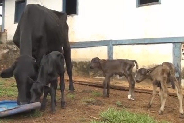 Vaca dá à luz quatro bezerros de uma só vez e três deles sobrevivem em Patos de Minas