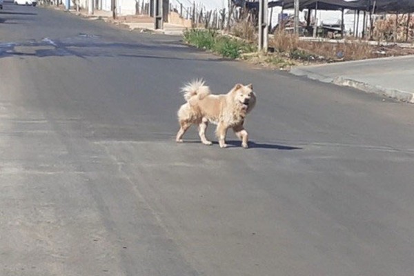 Cães da raça chow-chow soltos por bairro causam medo e moradores pedem providências