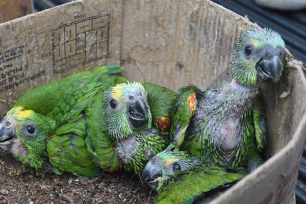 PM de Meio Ambiente prende jovem com oito filhotes de papagaio em Major Porto