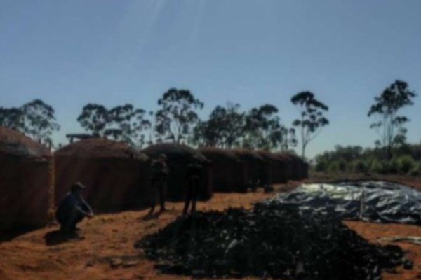 PM Ambiental apreende 50 metros cúbicos de carvão, suspende atividade e lavra multa de mais de R$ 30 mil