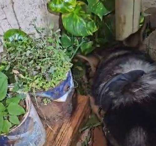 PM desmonta ponto de tráfico com apoio do GPCães e prende quatro pessoas em Rio Paranaíba