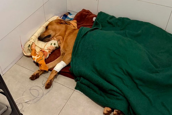 Moradores se revoltam após cão comunitário ser atropelado por caminhonete em Patos de Minas