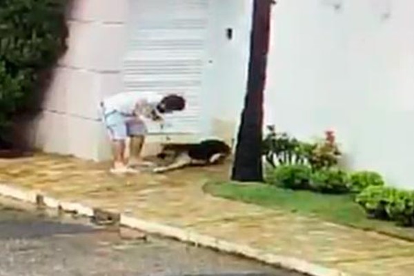 Câmeras flagram sessões de espancamento e justiça ordena resgate de cão em Patos de Minas