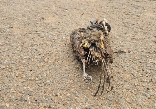 Pássaro provoca curto-circuito na rede da Cemig e deixa dezenas de imóveis sem energia