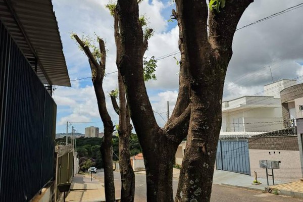 Poda de árvores exige cuidados e autorização da Prefeitura; veja o que pode e o que não pode
