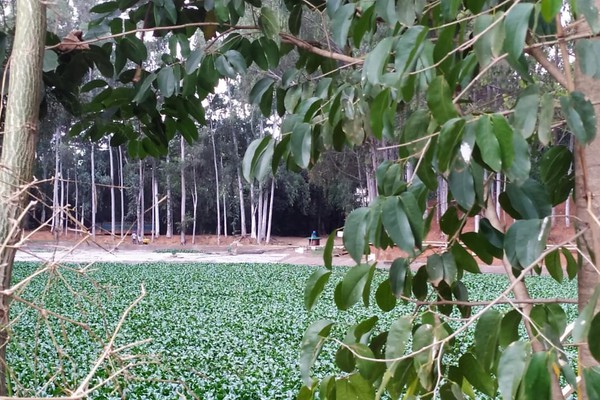 Indústria de alimentos e Prefeitura prometem reforçar combate à infestação de pernilongos
