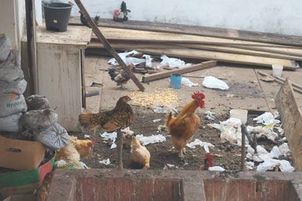 Criação de galinhas no Centro de Patos de Minas acaba com o sossego dos vizinhos