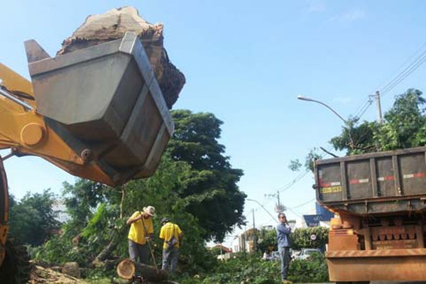 Equipes da Prefeitura se mobilizam para cortar Sibipiruna gigantesca na avenida Paracatu
