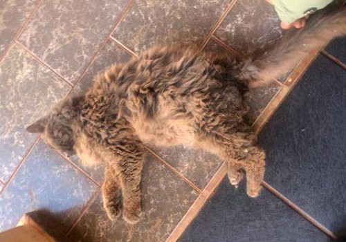 Vizinho é preso por agredir gata com golpes de vassoura e deixá-la agonizando; ele nega