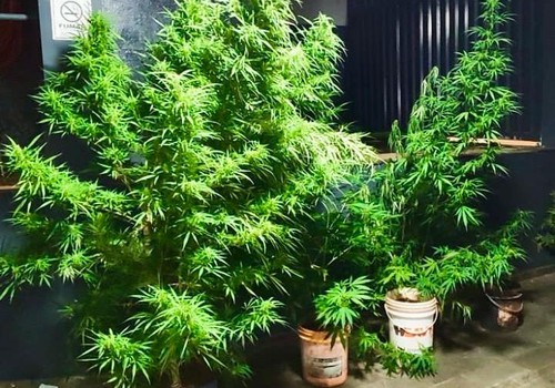 Plantação com sete pés grandes de maconha é descoberta e morador é preso em Patos de Minas