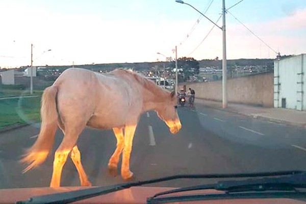 Cavalo solto no prolongamento da Fátima Porto põe em risco a integridade de motoristas