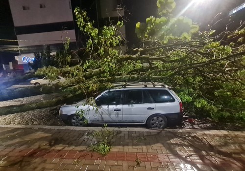 Temporal assusta patenses, derruba árvore sobre carros e causa estragos em Patos de Minas