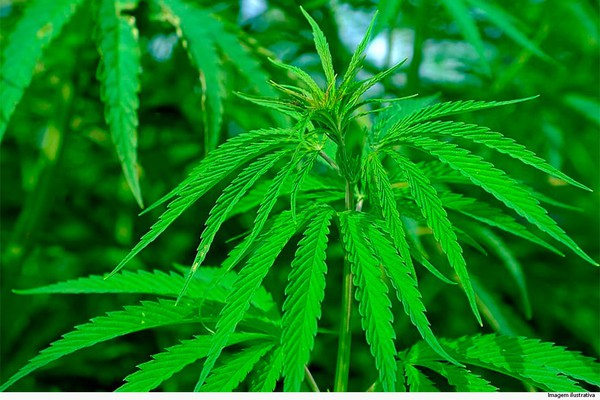 Homem é condenado pelo cultivo de 46 pés de maconha na cidade de Tiros