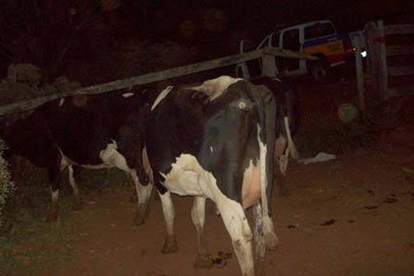 Polícia Militar recupera vacas leiteiras furtadas de fazenda em Rio Paranaíba
