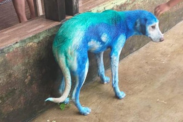 Cadela sai de casa por um momento e é pintada de azul e verde em Carmo do Paranaíba 