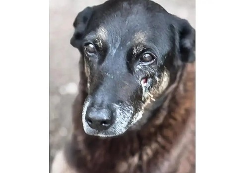 Caso Orelha: o que se sabe sobre até agora sobre a morte do cão em SC