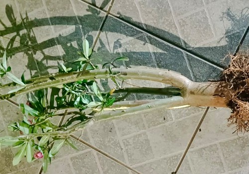 Homem furta flor-do-deserto para trocar por drogas e acaba preso em Patos de Minas