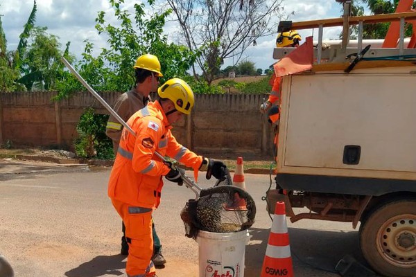 Bombeiros resgatam ouriço que subiu em poste de iluminação para fugir de cachorro