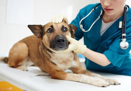 Após separação de casal, mulher ganha direito a pensão alimentícia para cão de estimação em MG