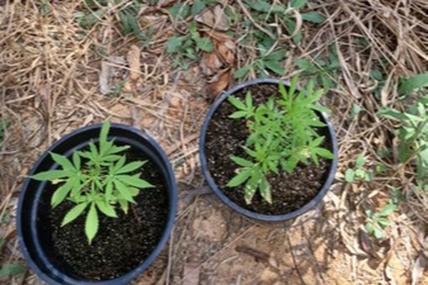 Pés de maconha são encontrados em lote vago atrás do Fórum Olympio Borges, em Patos de Minas