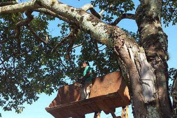 Árvores doentes da Praça do Bionicão que ameaçavam cair são substituídas