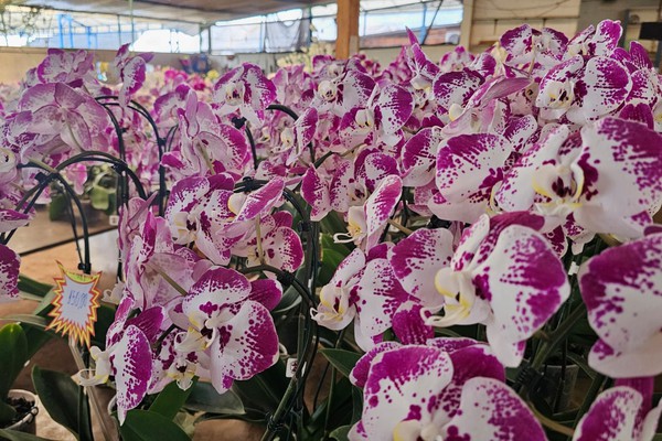 Orquidário Flores do Lago em Patos de Minas tem o Presente Perfeito para o Dia das Mães