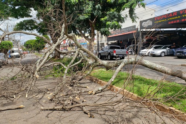 Árvores que ameaçavam cair na avenida Paranaíba são retiradas por funcionários da Prefeitura