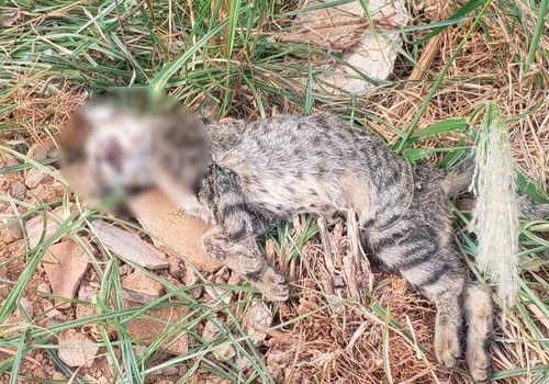 Após morte de gato, homem que havia invadido imóvel acaba na delegacia em Patos de Minas