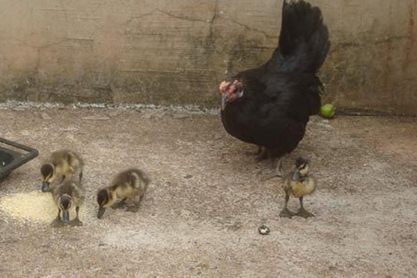 Ovos ameaçados por Jiboia são salvos e galinha cria ninhada de patos