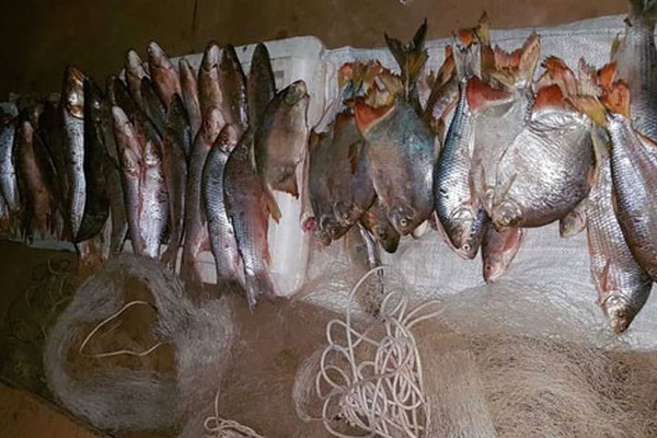 PM de Meio Ambiente apreende grande quantidade de peixes que eram vendidos ilegalmente