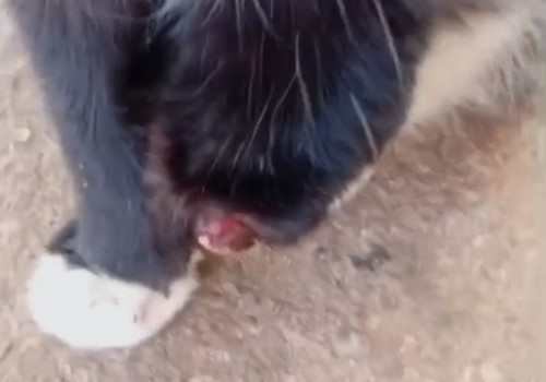 Gato tem pata amputada em Patos de Minas e tutora denuncia crueldade