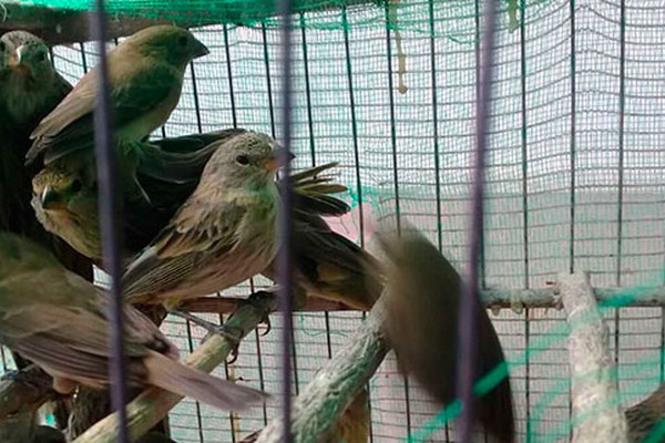 PM de Meio Ambiente apreende 145 pássaros da fauna silvestre e aplica multa de mais de R$230 mil