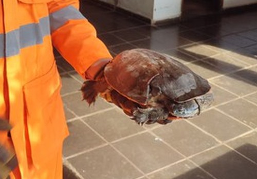 Cágado ferido após atropelamento é resgatado pelo Corpo de Bombeiros em Patos de Minas