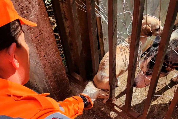 Corpo de Bombeiros salva cãozinho vira-lata que ficou preso em grade de residência em Patos de Minas