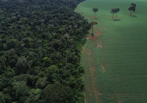 Brasil reduz em 42% perdas florestais em 2025, aponta estudo