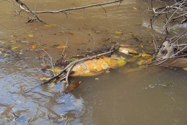 Mortandade de peixes no Rio Paracatuzinho preocupa autoridades e cidadãos de Lagoa Grande
